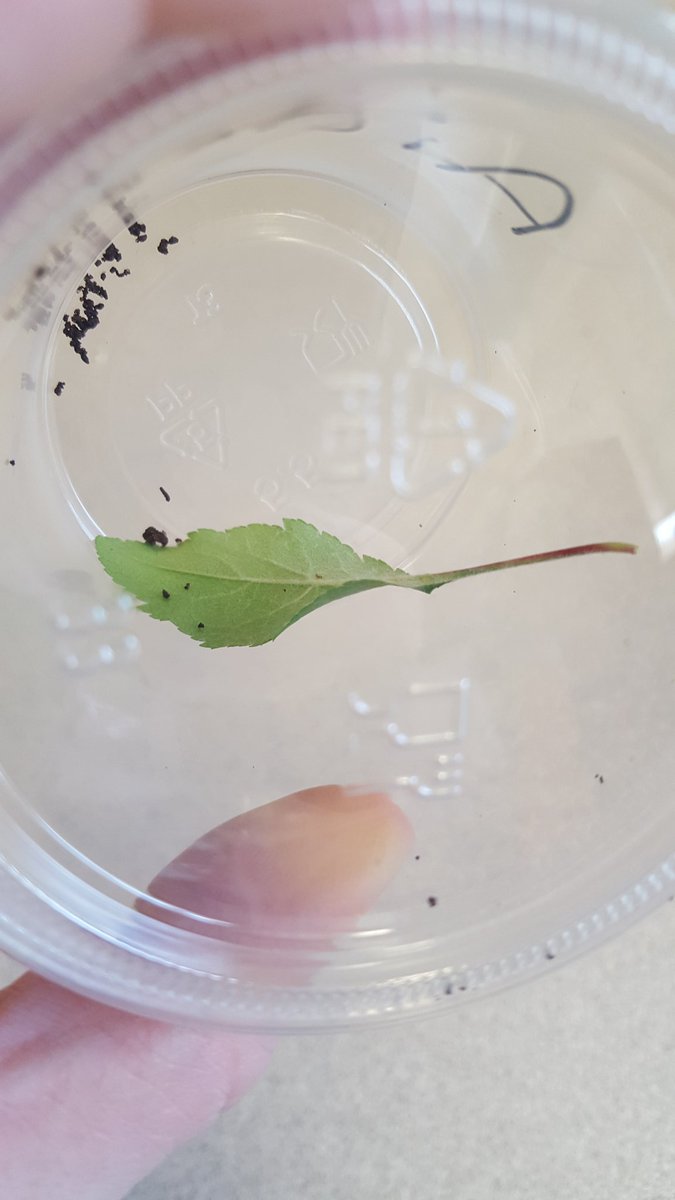 PreKTeacher22's tweet photo. What better way to learn about bugs than to hunt for and examine them! @mrsmc_ees @DKS4PV @MadCoSchools @HomeoftheCubs #ournewnormal https://t.co/j2xPGPBgAL