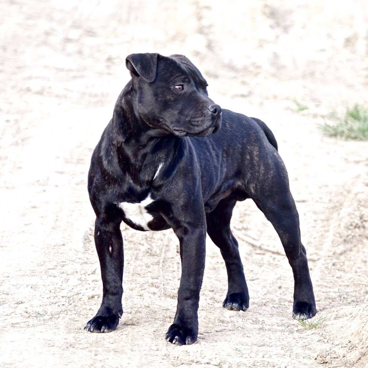 GilbertBrian2's tweet photo. Sporting terrier. #staffie #jagd #dogsoftwitter #photooftheday #chasse https://t.co/D4EUSZMUyk