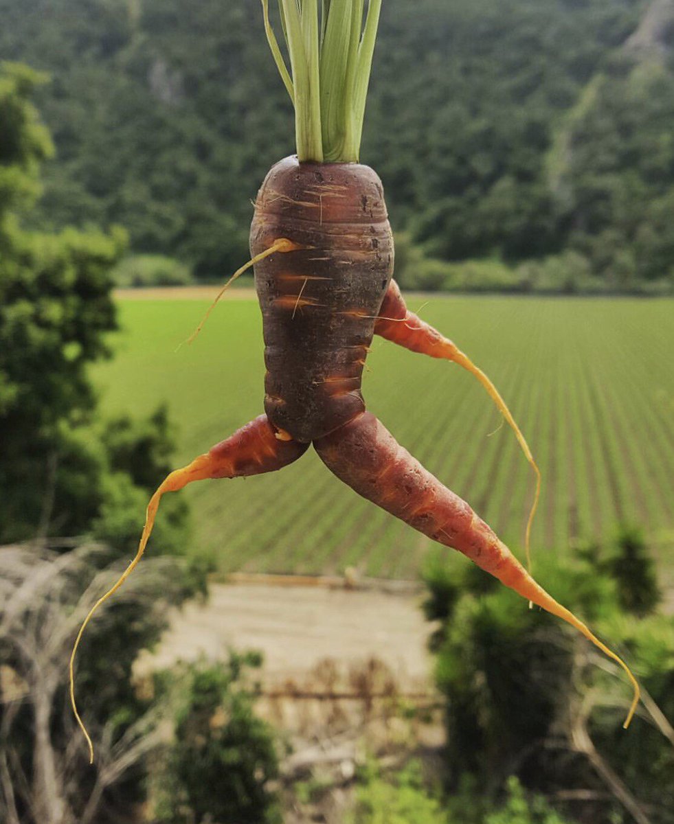 Ugly Fruit and Veg tweet media