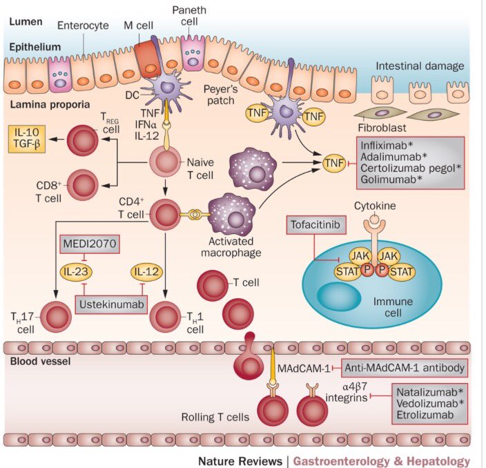 NatRevGastroHep's tweet image. Struggling to keep up with new #IBD drugs &amp;amp; their targets? Check out these Reviews go.nature.com/2ppba3A nature.com/nrgastro/journ… #DDW17