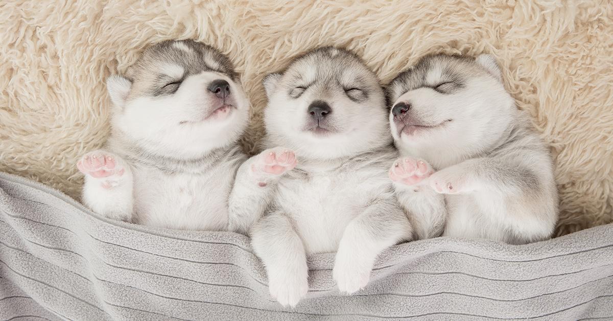 sleepnumber's tweet photo. Calling all pet lovers! Submit your cutest sleeping pet pics using #SleepNumberPets; we’ll feature 1 every day in honor of #NationalPetWeek https://t.co/KQGMRXwz8b