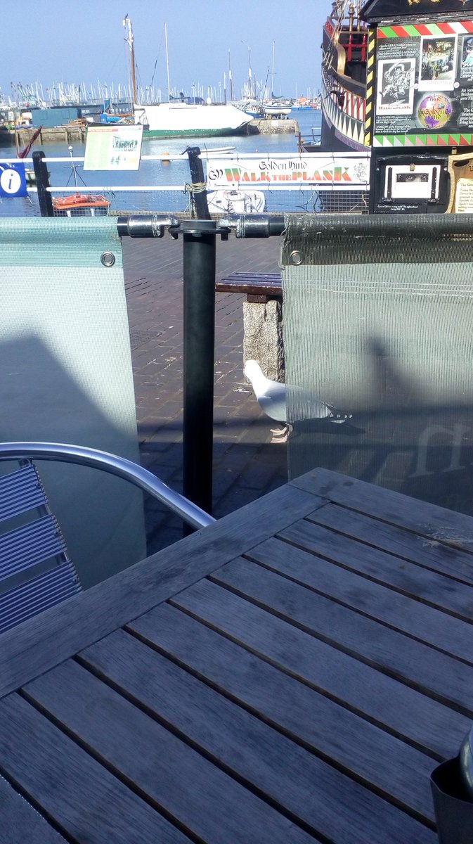 GavinTeversham's tweet image. CRIMINAL! This f*cker just swooped down and nicked my whole slice of coffee cake! #brixhamcrime #robbedinbroaddaylight #ratswithwings #prick