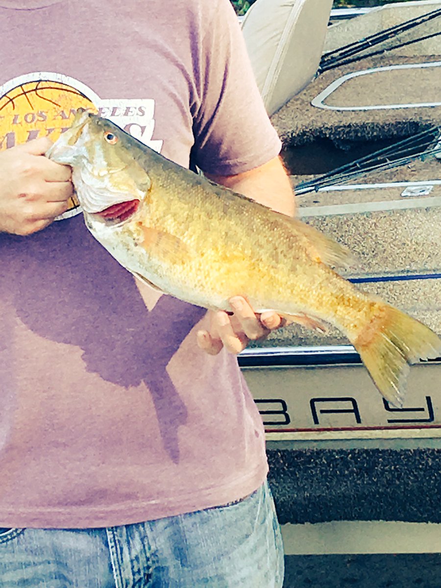 scheibe218's tweet image. Smallmouth 3 pounds and 18 inches!! 🐳🎣