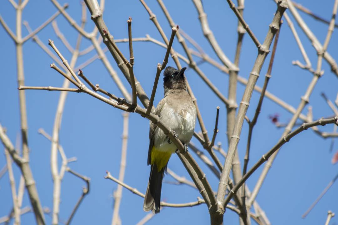 magcorforbes's tweet photo. Trees provide food for birds and wildlife #Plantamilliontrees #Magcor/SEED foundation partnership https://t.co/Z7HockEPGo