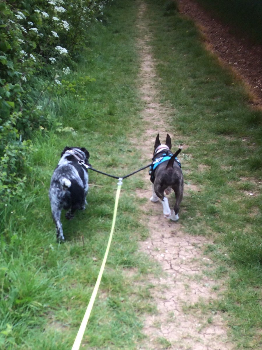 lawrence_dogs's tweet photo. #besties going on their walk together!

#miniaturebullterrier #spaniel #retiredPD #RPD #puppylove https://t.co/c86XGaCQFN