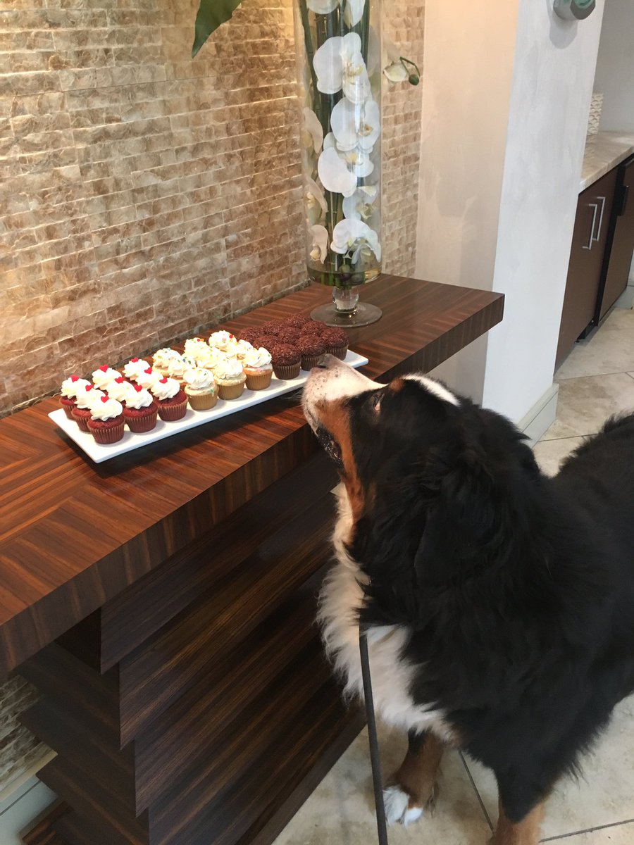 NoodleBMD's tweet photo. Apparently these are all for me. #BerneseMountainDog #DogsOfTwitter #cupcake https://t.co/AMoIMmwjd2