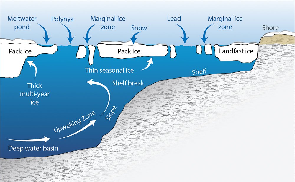 CAFF_Arctic's tweet photo. Key characteristics of the #Arctic #seaice #environment. Get the graphic and more #SAMBR https://t.co/EvJ0byxbXN https://t.co/KDXv3ntblf