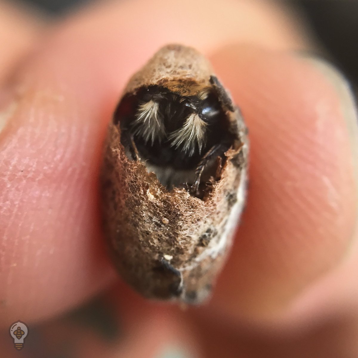 Bee Thinking tweet media