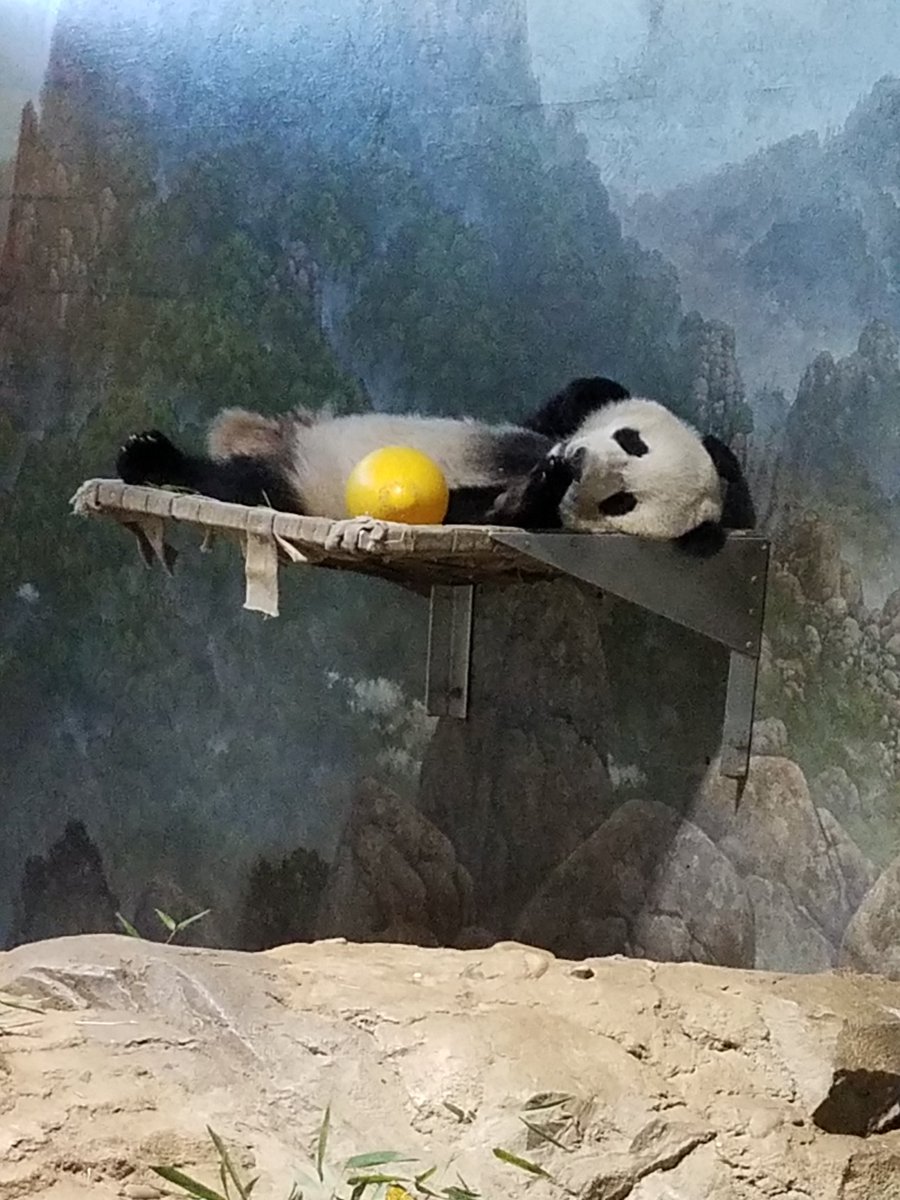 BlanchardFCCPS's tweet photo. @mehms BeiBei is so tired.  Me too!  #zoohills #fccps @NationalZooDC @MsTrebelScience @edug8tor_mehms https://t.co/s35TpqC6go
