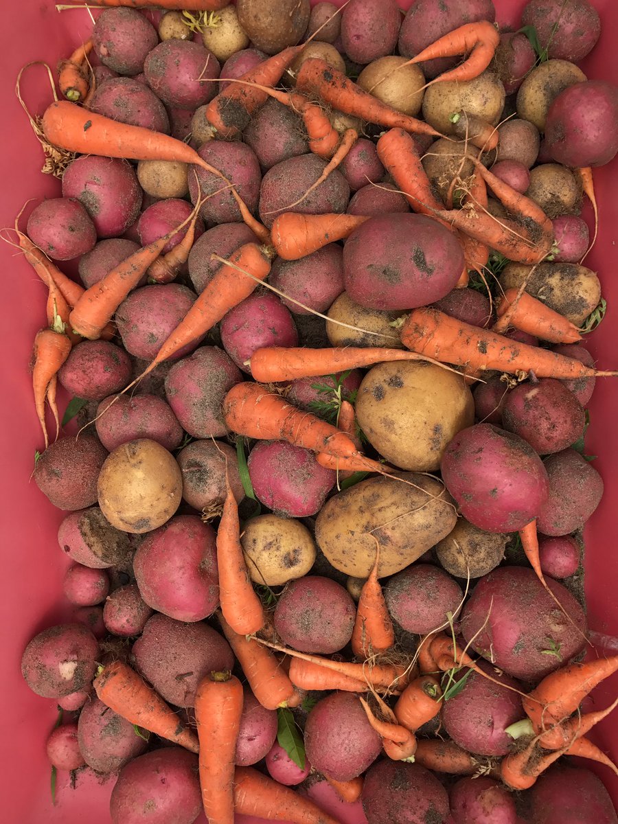 FariasGarden's tweet photo. Our kiddos are amazing...the harvest carrots and potatoes! @FARIASECC @girlonthegrow @MrsAUrbina https://t.co/XEGkMGVbt8