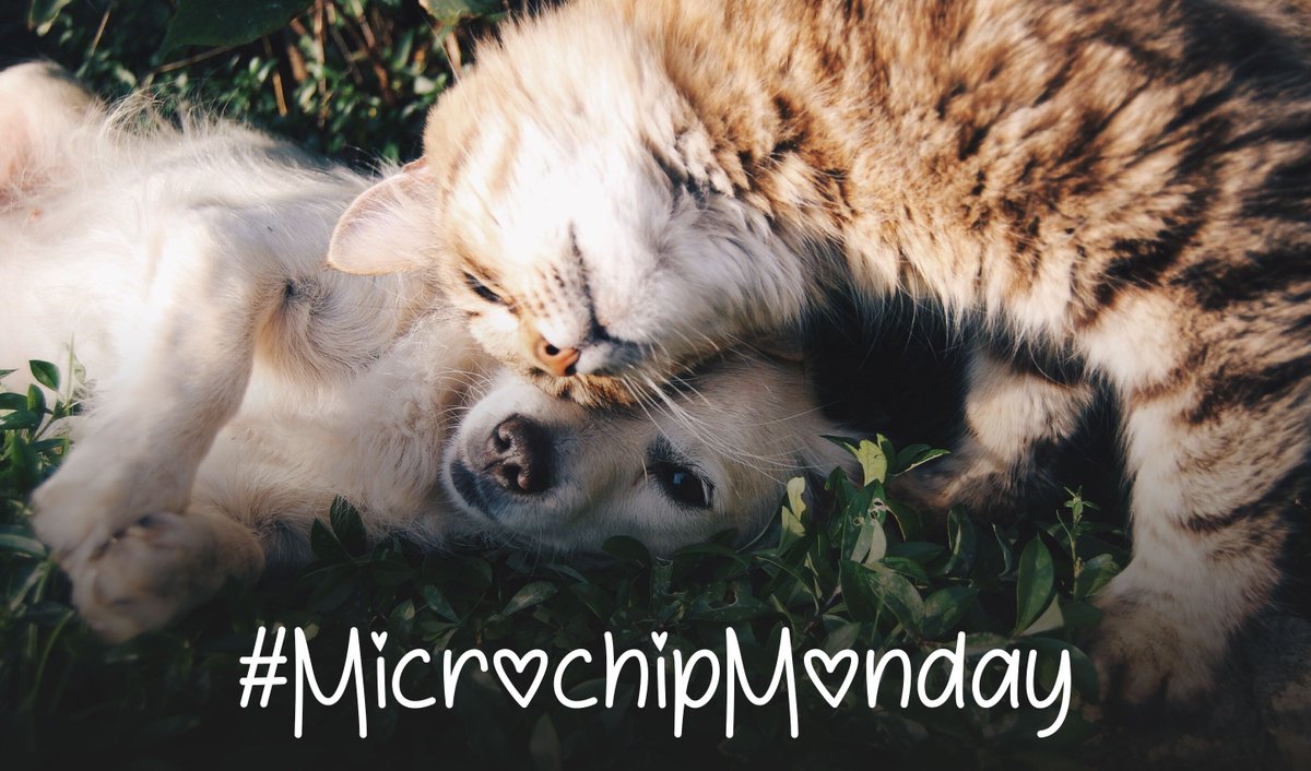 savethislifepet's tweet image. Don't forget to microchip your pets! #MicrochipMonday #SaveThisLifeChip