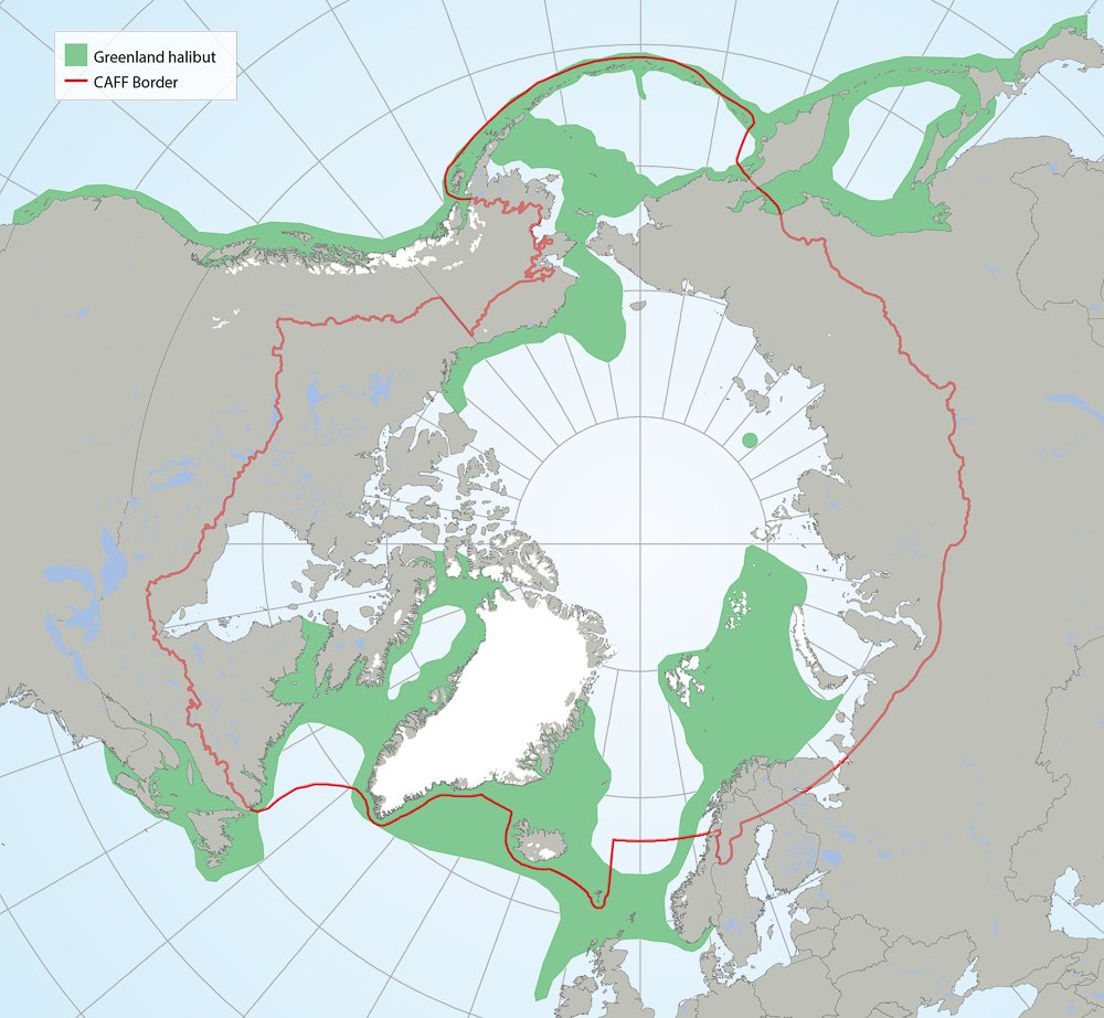 CAFF_Arctic's tweet photo. #Greenland #halibut #distribution in the #Arctic. Get the graphic and more #SAMBR https://t.co/EvJ0byxbXN https://t.co/gJb9MDJ5LK