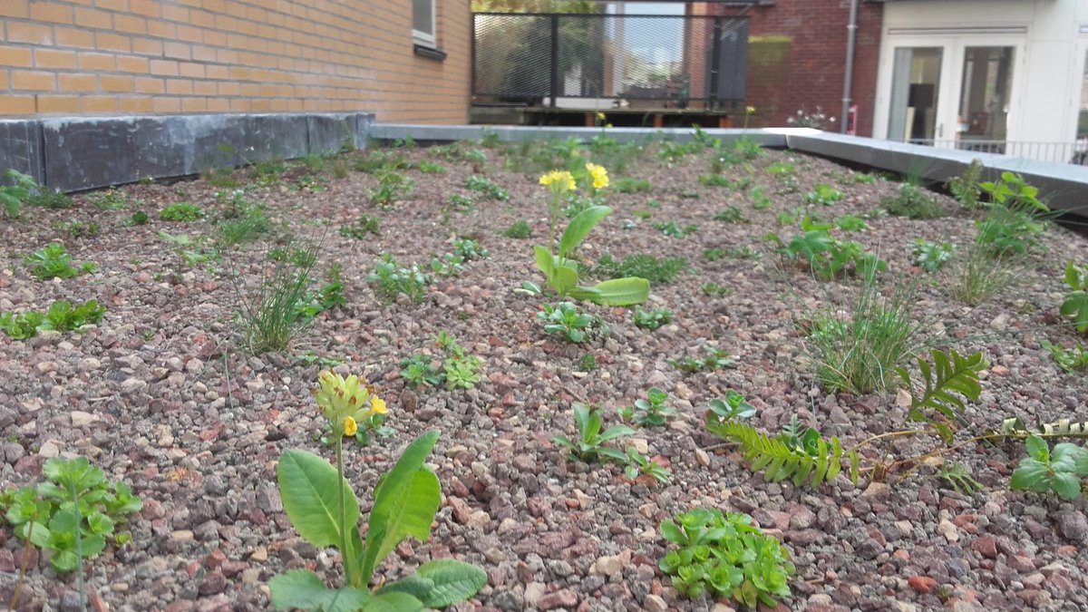Weer 20m2 #groendak erbij  <a href="/020centrum/">Stadsdeel Centrum</a> 20st halfschaduw plantjes p/m2 van <a href="/ZinCoBenelux/">ZinCo Benelux</a> #stadsnatuur #biodiversiteit