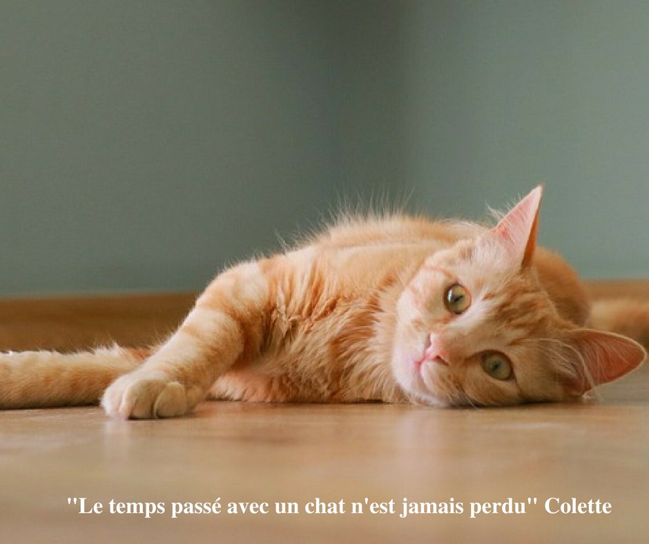 Chatjadore's tweet photo. 🐱🐾" Le temps passé avec un #chat n'est jamais perdu " 🐈 Colette 😻💞 #ChatJadore https://t.co/kTXORkzJkX