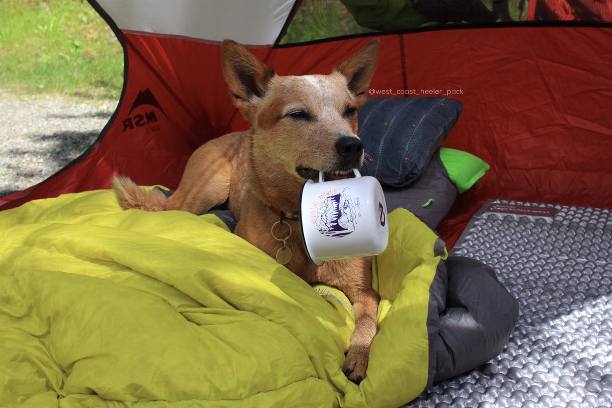westcoastheeler's tweet photo. Coffee. Then adventure. @Thermarest @NEMOEquipment @msrgear #exploreBC @campingwithdogs https://t.co/ZHUCJTSU7z