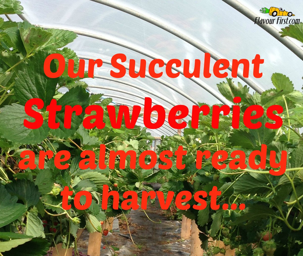 Reminder:All customers not registered for Braintree Payments this is the last day to register to claim your FREE STRAWBERRIES! #fresh #local