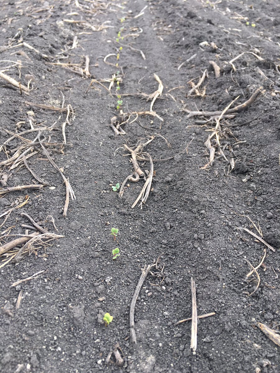 Canola up 6 days #rrvcanoladisc