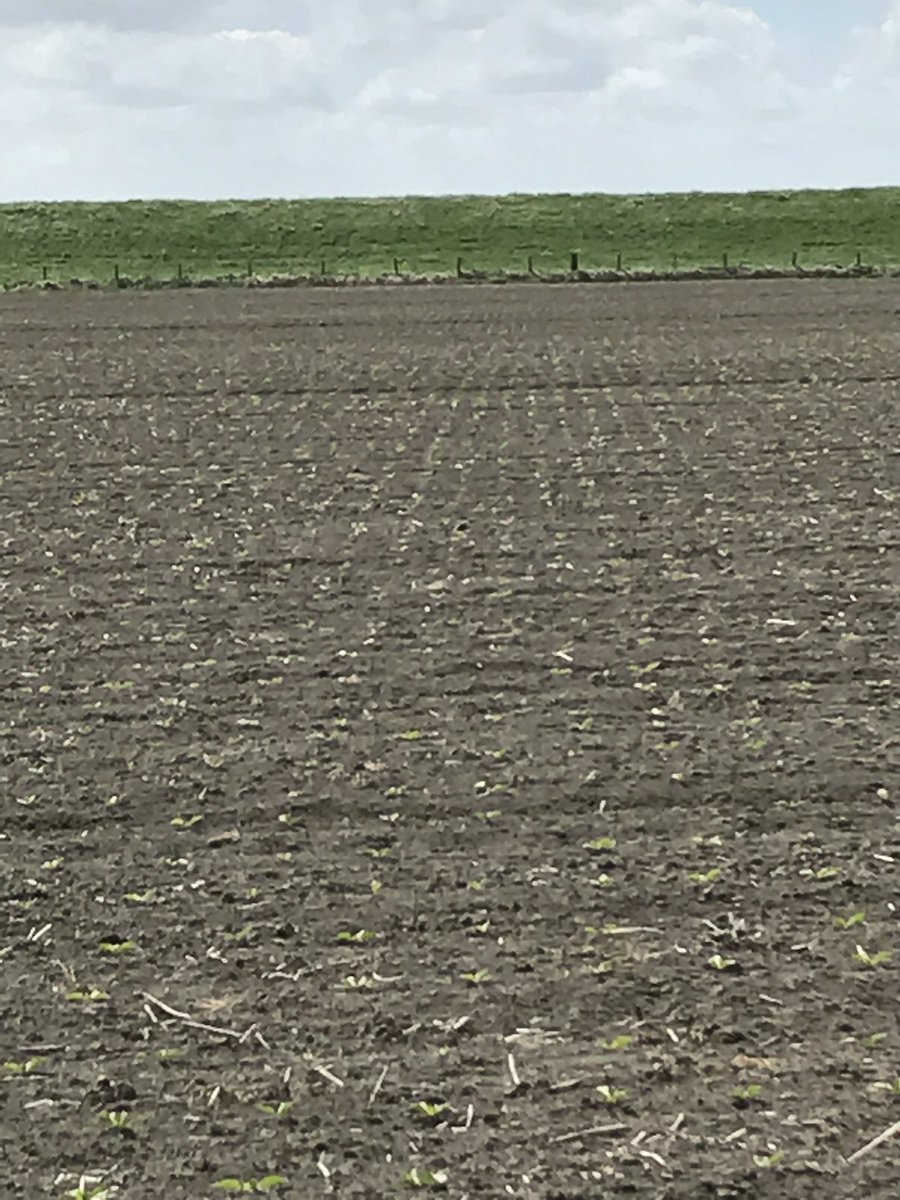 Suikerbieten op zware grond staan mooi in driehoeksverband <a href="/KvernelandGroup/">Kverneland Group</a>