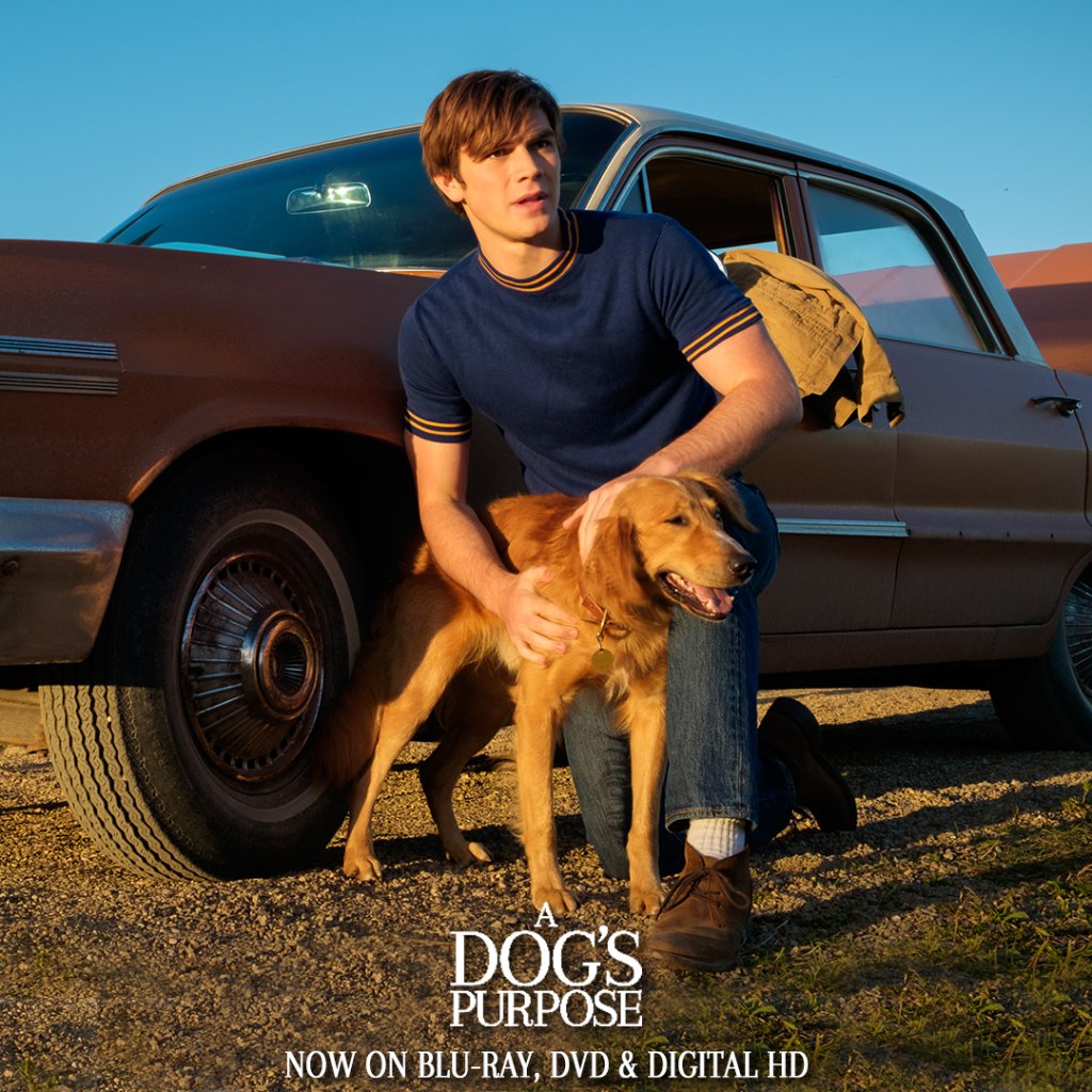 How Much Did A Dogs Purpose Make how-much-did-a-dogs-purpose-make