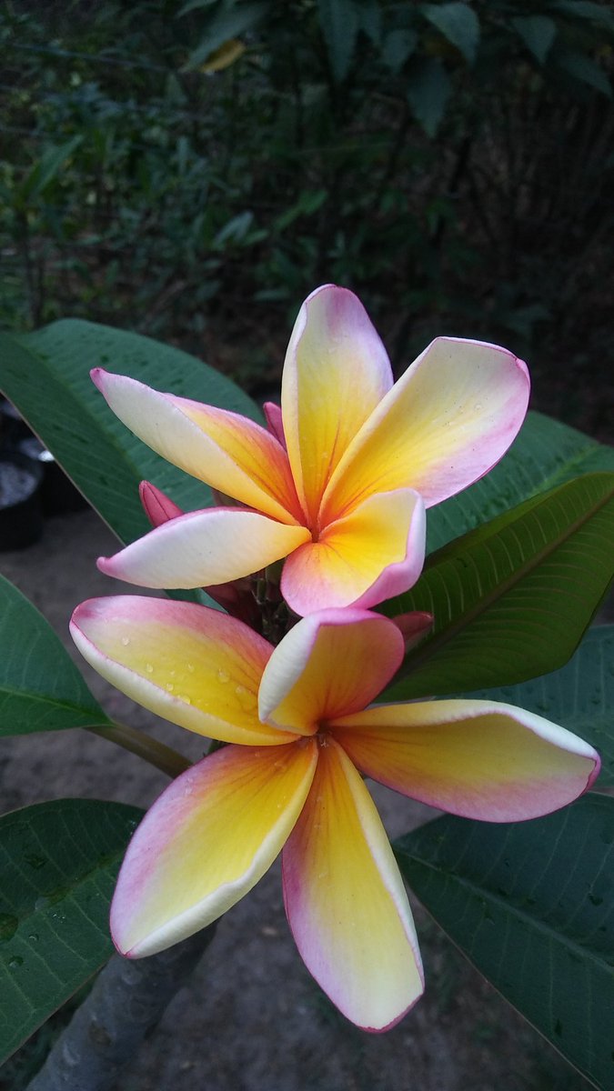 bryan_sisson72's tweet photo. Plumeria "imperial crown" https://t.co/YvmYWogEam