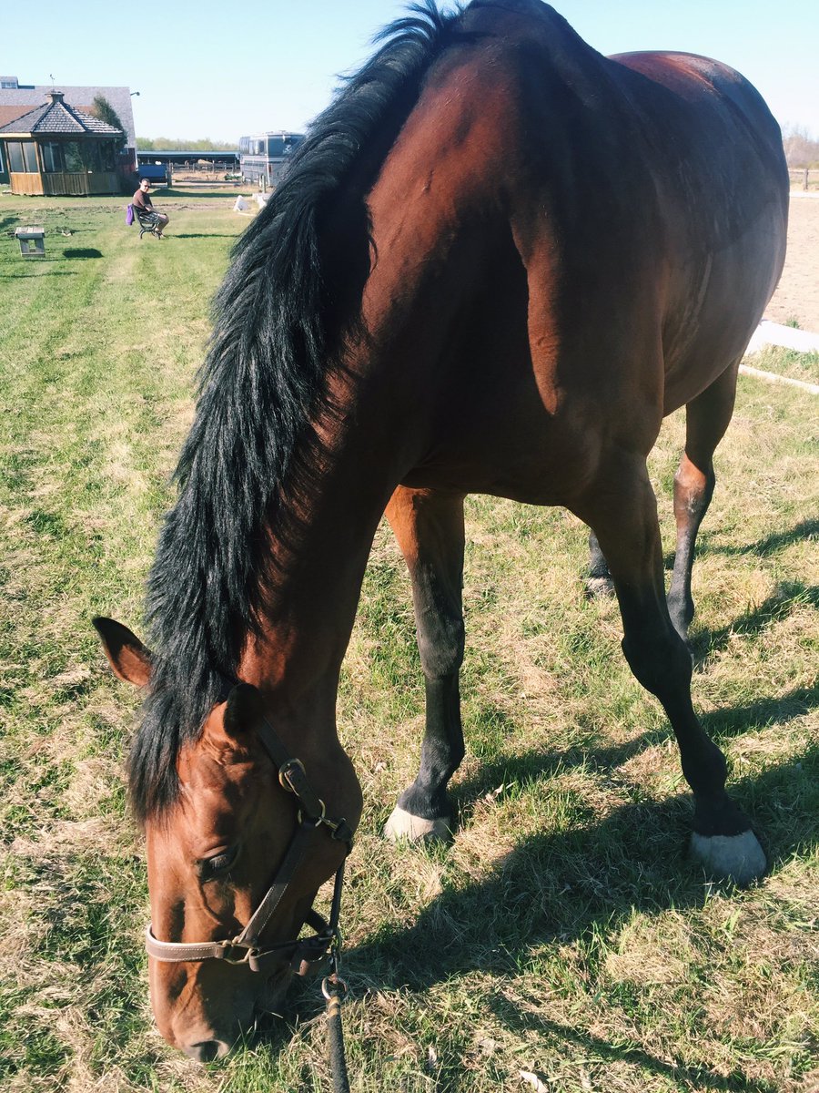 MGstablesWpg's tweet photo. Post-workout snacking πΎ #Kwpn #Boardingstable #horse #ywg https://t.co/kFHLmszQ8k
