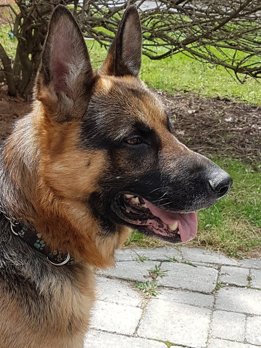 BeeLatour's tweet photo. #bestdogever #dexterrocks #youwishhewasyours https://t.co/MoG7TsMt90