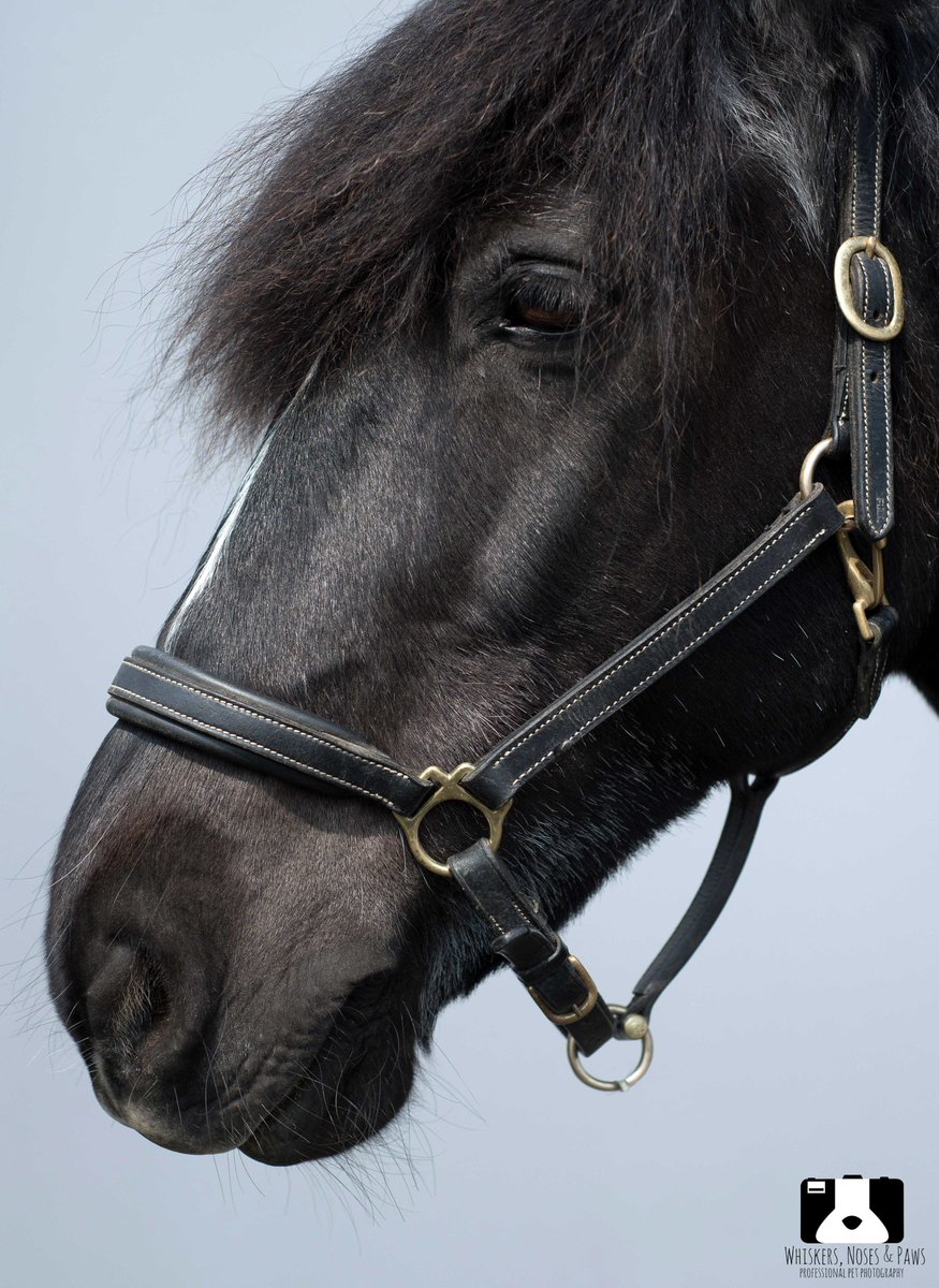 wnpphotography's tweet photo. We don't just do small animals, beautiful Guinness was a pro at posing! #horse #horseportrait #equinephotography #animalphotography https://t.co/bGB6ipvqEm