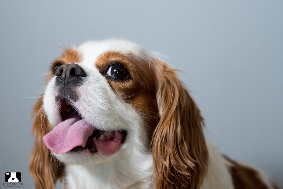 wnpphotography's tweet photo. We're as happy as Willow that Monday is over #kingcharlesspaniel #petphotography #dog #dogphotography #whiskersnosesandpaws https://t.co/KboGteFjtA
