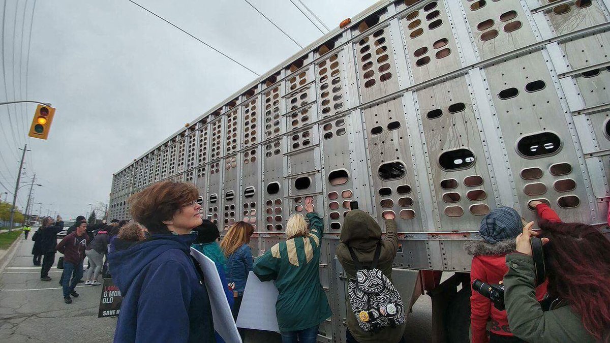 londonpigsave's tweet image. Activists comforting pigs in their final moments. 

Shot from last week&apos;s final #pigtrial vigil outside Fearmans.