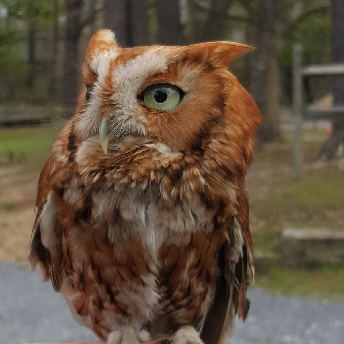 Meet Archimedes at our Mother's Day Plant sale. This Thursday-Sunday