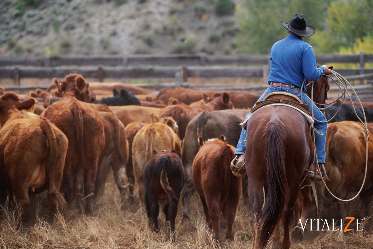 The same benefits of Amaferm you give your cattle are also available for your horse!  bit.ly/2pXJwNJ