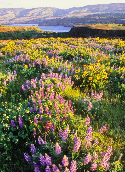 Fit_in_Wasco's tweet photo. Step it Up! The Dalles Weekly Challenge #24: Check out the wildflowers at Rowena Plateau this weekend. #healthyliving #hiking #wildflowers https://t.co/p7k81zGigx