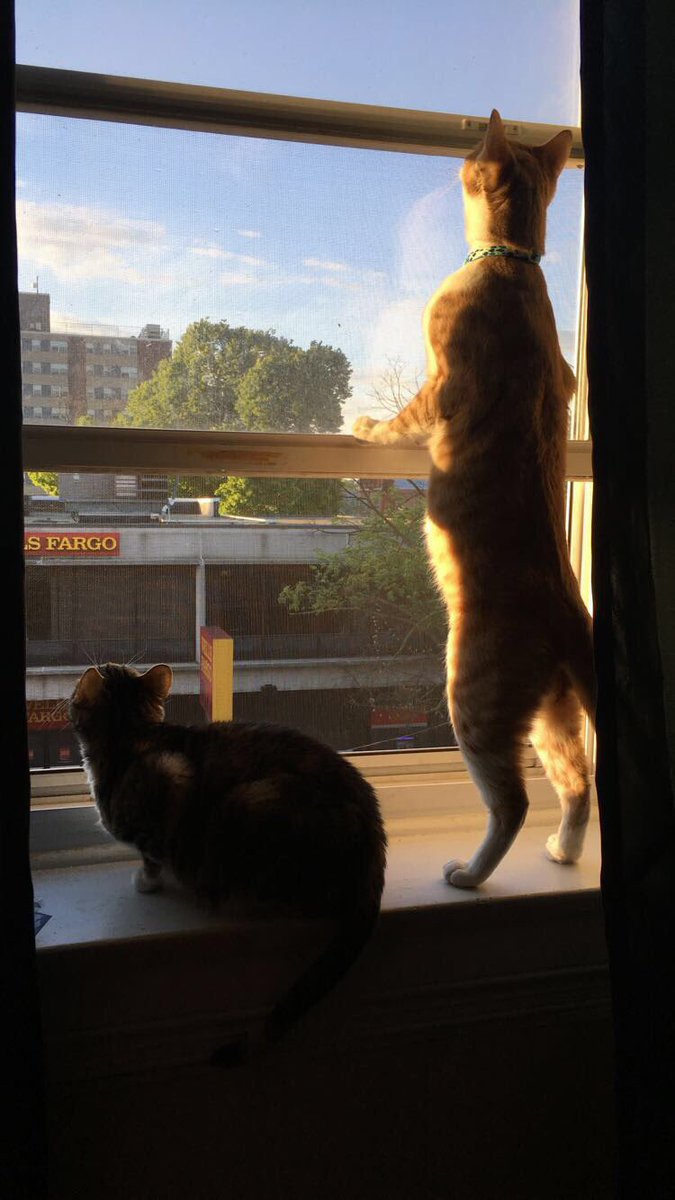 Mom3andcounting's tweet photo. #birdwatching https://t.co/WEow84vF97