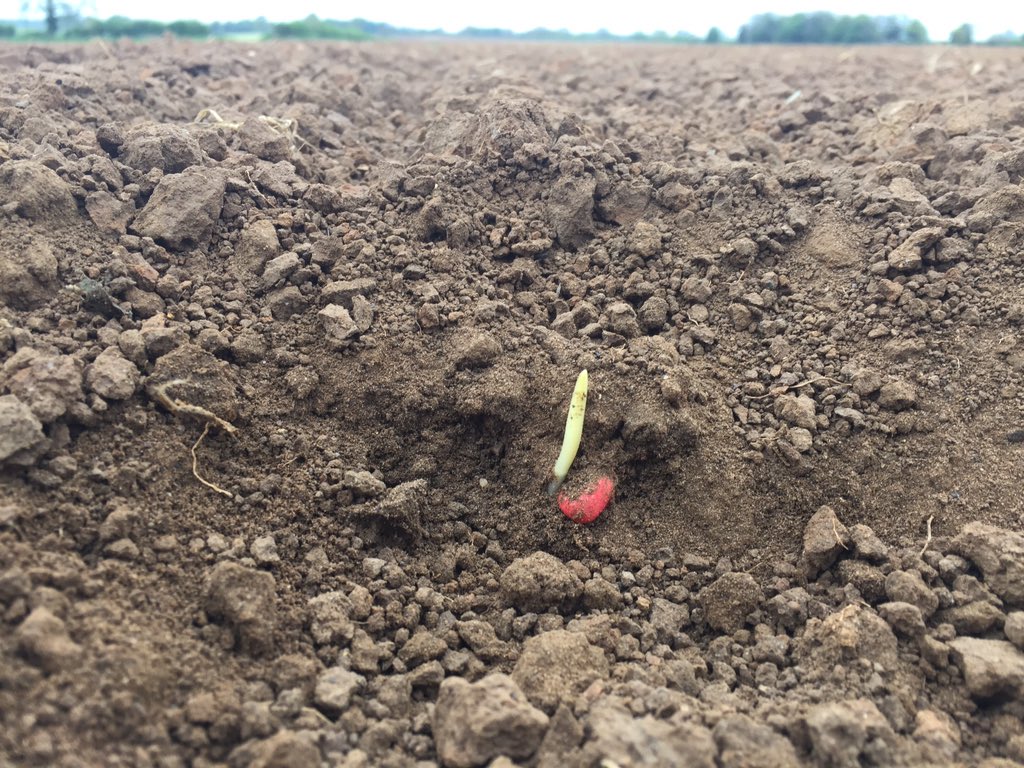 Stephen_b78's tweet photo. @SyngentaCropsUK Maize is just starting to poke through in need of a drink before we make any spray plans. #PowerMaize https://t.co/Or2W5a0fn9