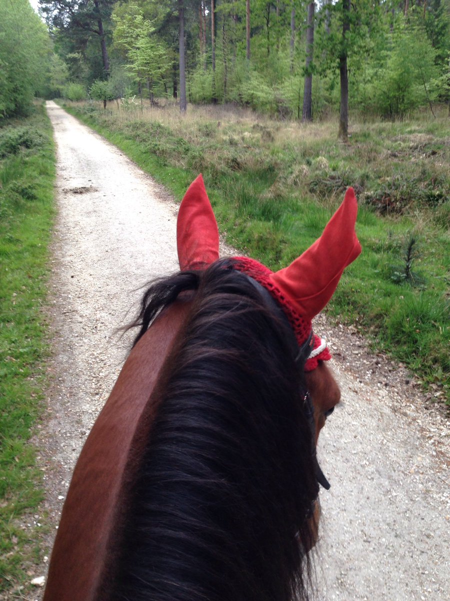 JoannaHolland80's tweet photo. Another 5miles ;) this time on our own ❤️ #hack1000miles #gettingmyconfidenceback #ilovemymare https://t.co/hBAxSYWu70