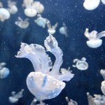 Fancy Crave tweet media