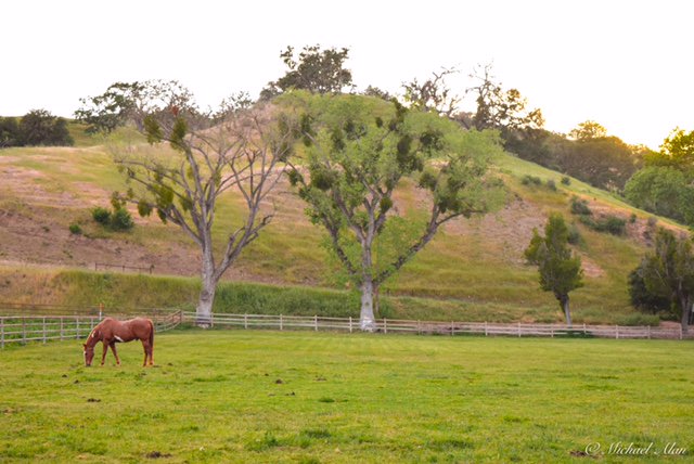 AlisalRanch's tweet photo. Grazing peacefully at #sunset https://t.co/1Mmo4l9hTO