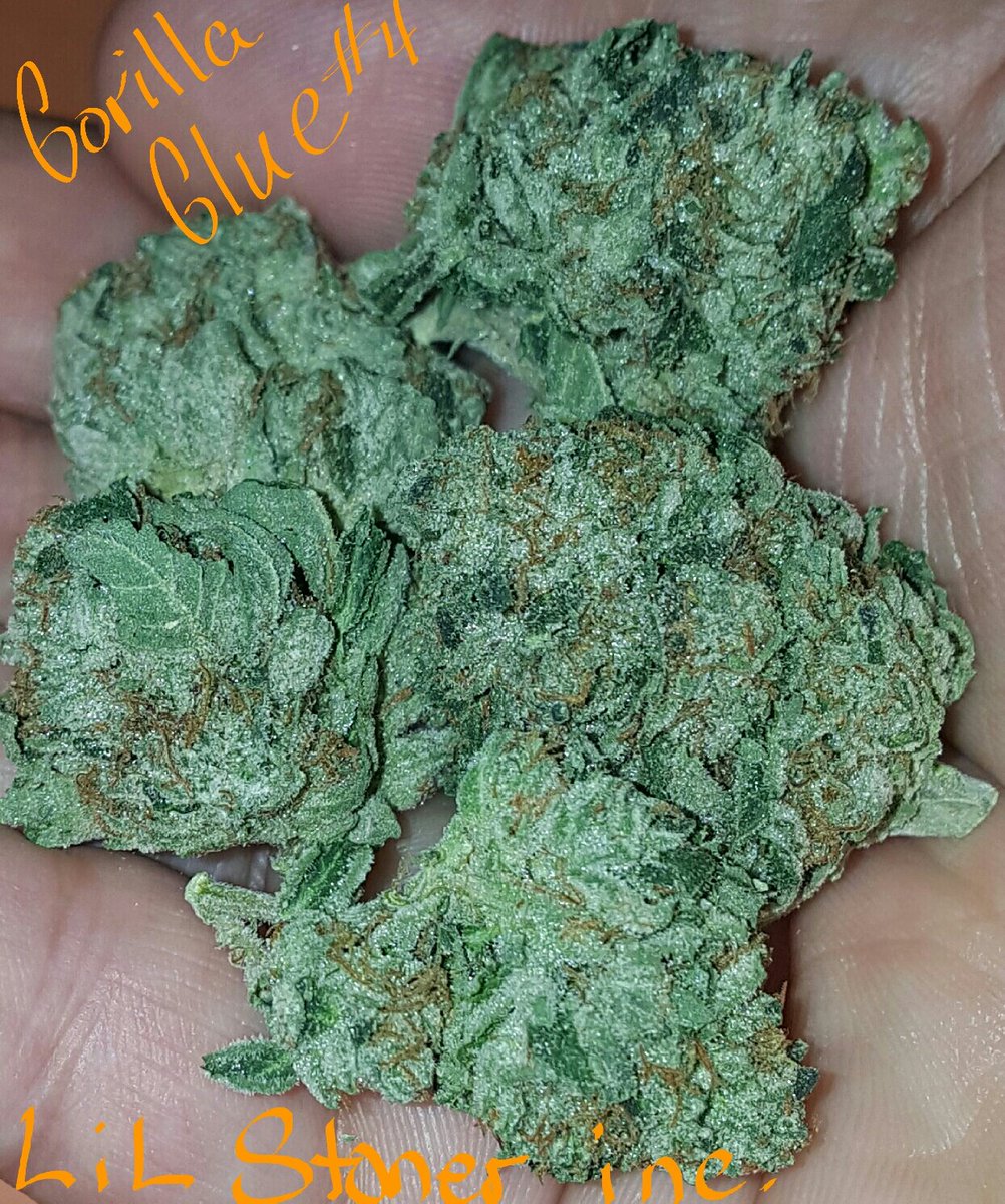 ladybakes007's tweet photo. Gorilla Glue #4 is what I have on my deck.. enjoy the day#LiLStonerinc#LadyBakes007#WhyNotMore#spreadawarness#420#weedporn https://t.co/SeSsCJjIk4