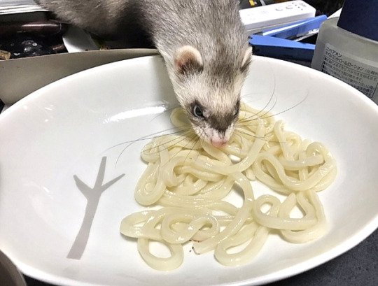 kirayusa's tweet photo. You are what you eat https://t.co/qJVBHYZmxg