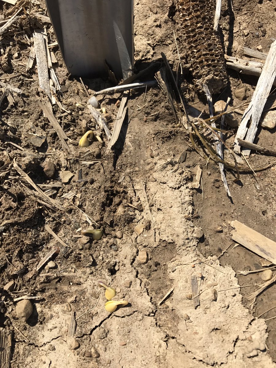 GerberSean's tweet photo. @DuPontPioneer #yieldheros emerging in Darke County #P1197AMXT, #P28T71X after 5 inches of rain and a week of cool temps! @PioneerNEast https://t.co/KH9AudTjj0