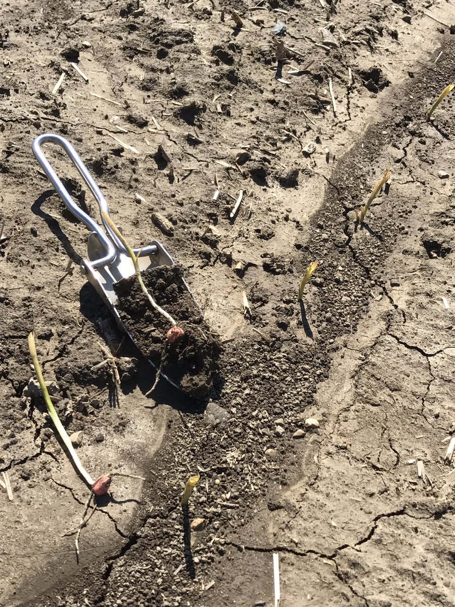 GerberSean's tweet photo. @DuPontPioneer #yieldheros emerging in Darke County #P1197AMXT, #P28T71X after 5 inches of rain and a week of cool temps! @PioneerNEast https://t.co/KH9AudTjj0