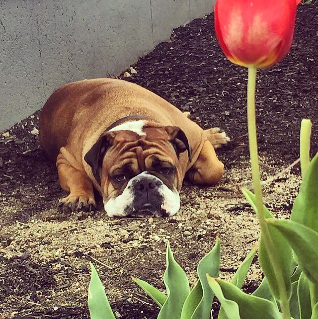 DeanCollege's tweet image. Boomer is missing all his students already! #Summertime #MissingStudents