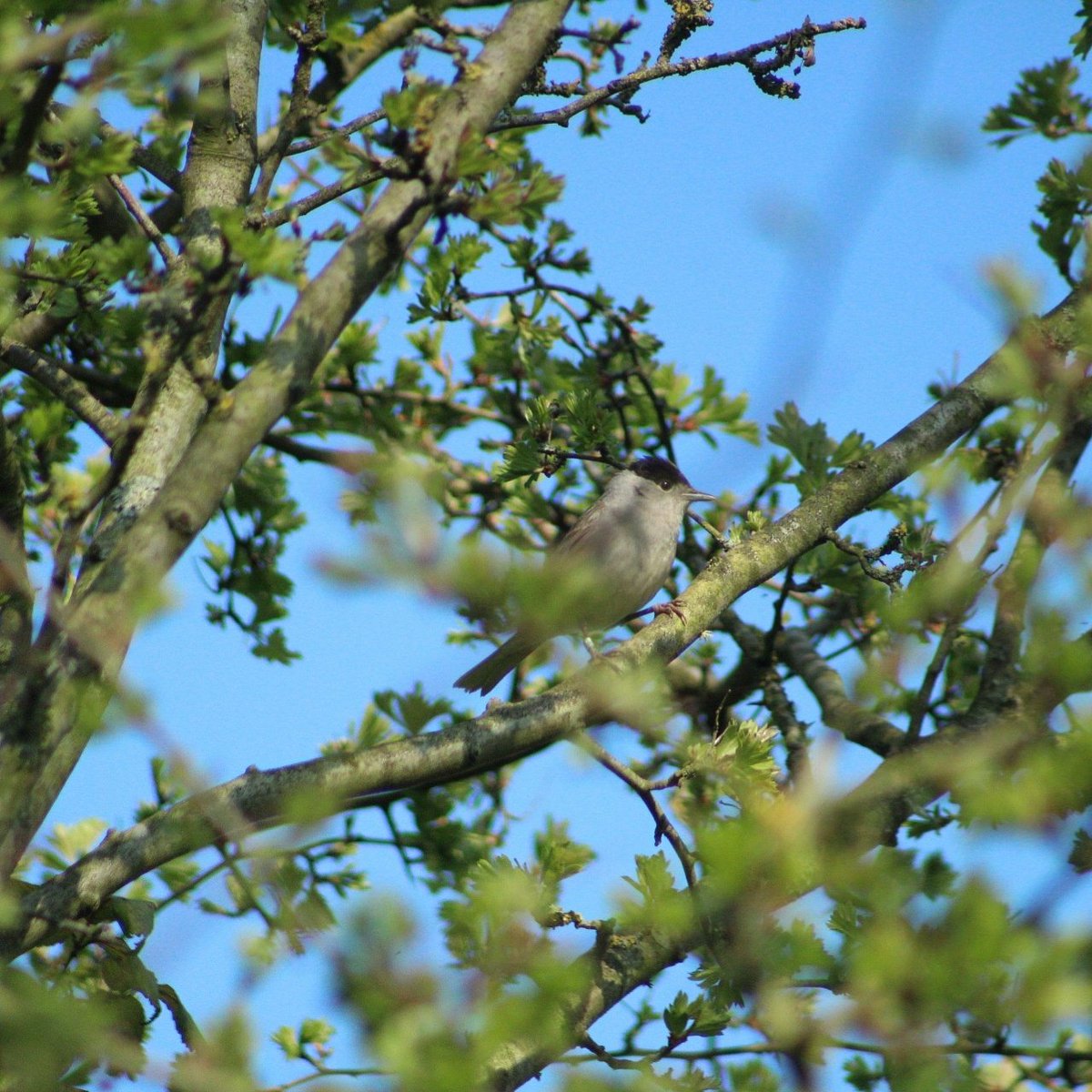 WinfieldRhys's tweet photo. Few pics from my local patch #blackcap #woodpecker #greatcreatedgreabe #teal #magormarsh #gwentwildlifetrust #gwent #wildlife https://t.co/9LzZEuxMLx