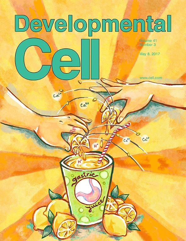 Dev_Cell's tweet photo. Great cover this month, from @HaoxingXu &amp;co. Their paper abt. gastric acid secretion being mediated by  ML1 channel https://t.co/gZj0k0vhJ3 https://t.co/Ms3DxeP85z