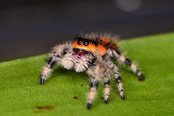 #45 Jumping Spider

The Jumping Spider is able to leap up to 50 times its size.