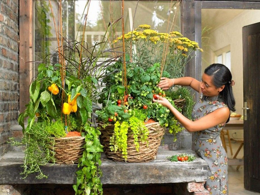 MilanStoneworks's tweet photo. Cherry Tomatoes are a fun and easy vegetable to grow on your balcony or in your backyard!
https://t.co/fu2sarcNoD https://t.co/HvnqFRrYd5
