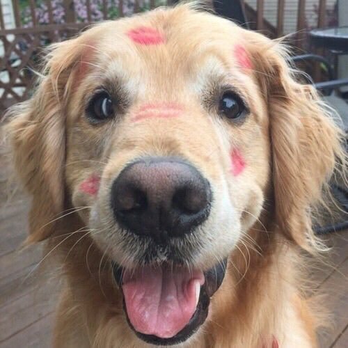 elcosodelapizza's tweet photo. cuando veo un perro https://t.co/EiE4U7biRu