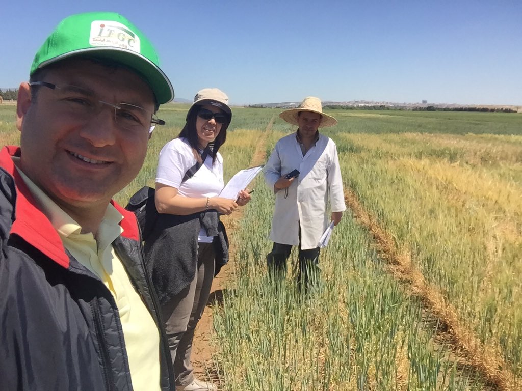 IWWIP, Winter Wheat tweet media