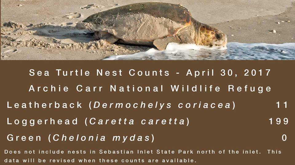 conserveturtles's tweet photo. Nesting season is picking up at the Archie Carr National Wildlife Refuge in Melbourne Beach, FL! Check out the numbers so far! https://t.co/67UO1iK40P