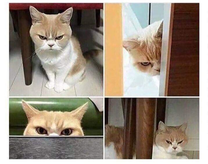 - estas enojado? 
- no.